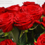 Красные розы в СПб