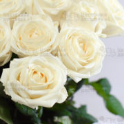 Белые розы в букете 51 роза
