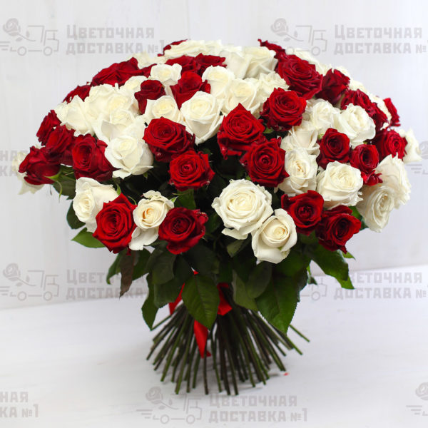 101 красная и белая роза в СПб