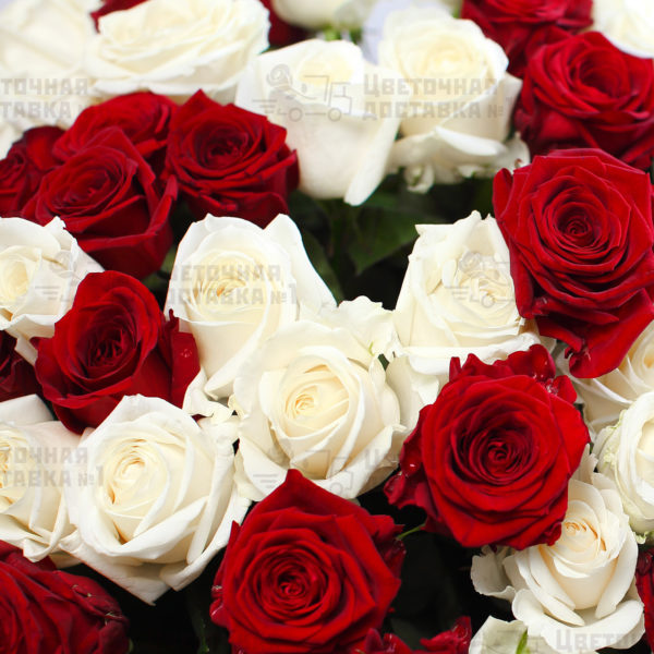 Красная и белая роза дешево